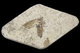 Fossil March Fly (Plecia) - Green River Formation #154504-1